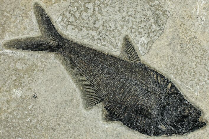 Beautiful Fossil Fish (Diplomystus) - Wyoming #292487